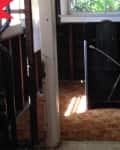 Unfinished room with exposed wooden beams, old carpet, and a window.