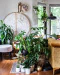 Living room with a mustard velvet sofa, numerous potted plants, hanging greenery, and a decorative round wall piece.
