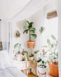 A bedroom with white bedding. Lots of plants are hung and on plant stands. A planter is hung in the middle of the ceiling, acting like a chandelier