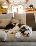 Dog resting on a beige sofa with striped pillows in a cozy living room.