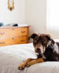 Brown dog lying on a bed in a bedroom with a wooden dresser and soft lighting.