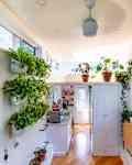 Bright kitchen with hanging and potted plants, large windows, and wooden floors.
