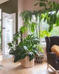 Open living room with green walls, large plants, wicker baskets, a gray armchair, and a dining table with wooden chairs.