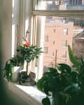 Bedroom corner with floral bedding, potted plants on windowsill, and city view.