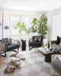 Living room with gray sofa, black chairs, large plant, abstract art, and a dog on a patterned rug.