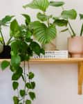 Wooden shelf with various potted plants, including monstera and philodendron, and a person arranging them.