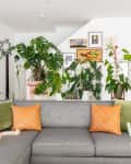 Gray sofa with green and orange pillows, surrounded by various potted plants and a cat sitting on the armrest.