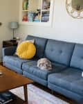 Living room with a gray sofa, yellow and white pillows, a cat, wooden coffee table, and a large window with a view.
