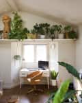 A small living area with a shelf dedicated to plants over a desk