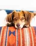 Brown dog resting on a striped orange and blue blanket, looking directly at the camera.