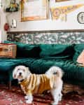Dog in a yellow sweater on a red patterned rug, in a living room with a green velvet sofa and eclectic decor.