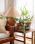 Plants sit on top of wooden table in corner of living room.