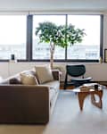 Modern living room with a brown sofa, green plant, glass coffee table, and a black chair near large windows.