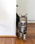 Tabby cat standing on wooden floor, peeking from doorway.