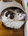 Two fluffy cats with blue eyes snuggled in a beige fabric tunnel on a wooden floor.