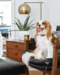 Cavalier King Charles Spaniel sitting on a black leather chair in a modern living room with a wooden side table and lamp.