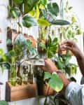 Man tending to wall-mounted plants in glass vases, wearing a cap and light shirt.