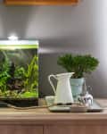 Aquarium with green plants on a wooden table next to a white pitcher, plant, and metal spray bottle.