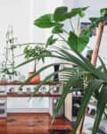 Indoor plants on a wooden shelf with concrete blocks, surrounded by various potted plants on a wooden floor.