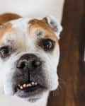 Close-up of a brown and white bulldog looking up with a curious expression.