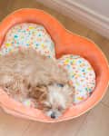 Small dog sleeping in a heart-shaped bed with colorful sprinkle-patterned cushions on a wooden floor.