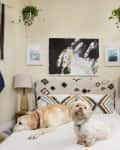 Two dogs on a bed in a cozy room with abstract art, hanging plants, and an air conditioner.