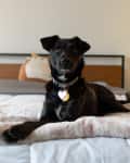 Black dog lying on a bed with a blanket, books on a bedside table, and a plush toy in the background.