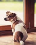 Jack Russell Terrier sitting by a wooden-framed glass door, looking outside.