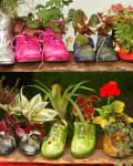 Colorful shoes and boots repurposed as planters, filled with various flowers and greenery on wooden shelves.