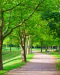 Tree-lined park path with lush green foliage and a bench on the right side.