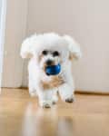 White Bichon Frise with a blue ball in its mouth.