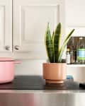 Pink Dutch oven and potted snake plant on a kitchen countertop with white cabinets.