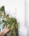 Hand hanging a green garland on a white wall using a hook.