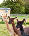 Three alpacas in a grassy field with a wooden cabin and trees in the background.