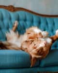 Dog lying upside down on a blue tufted sofa with ornate wooden trim.