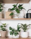 Wooden shelves with various potted plants, including cacti and leafy greens, alongside a black watering can.