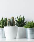 Four potted succulents and cacti in white and metal pots on a shelf.