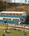 Vintage double-decker bus parked in a rural field with sheep grazing nearby.