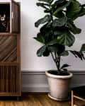 Wooden cabinet with slatted doors, a cat peeking out, next to a large potted fiddle leaf fig plant on wooden flooring.