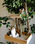 Two cats sitting on a multi-level wooden cat tree with green leaves.