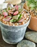 Succulent in a gray pot with pebbles on a wooden surface, surrounded by stones and another plant.