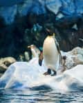 Penguins standing on ice at the aquarium
