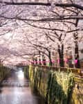 japanese cherry blossoms along the Meguro Canal in Tokyo, Japan
