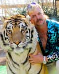 Man in a shiny blue shirt crouching beside a large tiger in an outdoor enclosure.