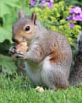 Squirrel eating a nut on grass with purple flowers and green foliage in the background.
