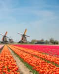 Rows of pink and orange tulips in the Keukenhof Gardens
