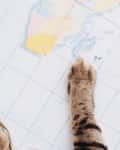 Cat's paw on a world map, pointing towards a yellow and blue region.