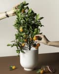 Hands picking small oranges from a potted citrus tree on a brown table.