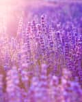 Lavender field in full bloom under soft sunlight, creating a serene and vibrant purple landscape.