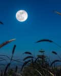 Full moon in a clear night sky above silhouetted tall grass and plants.